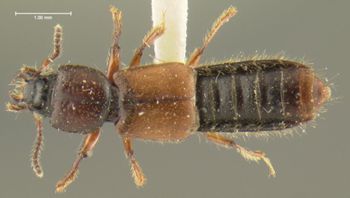Media type: image;   Entomology 24067 Aspect: habitus dorsal view